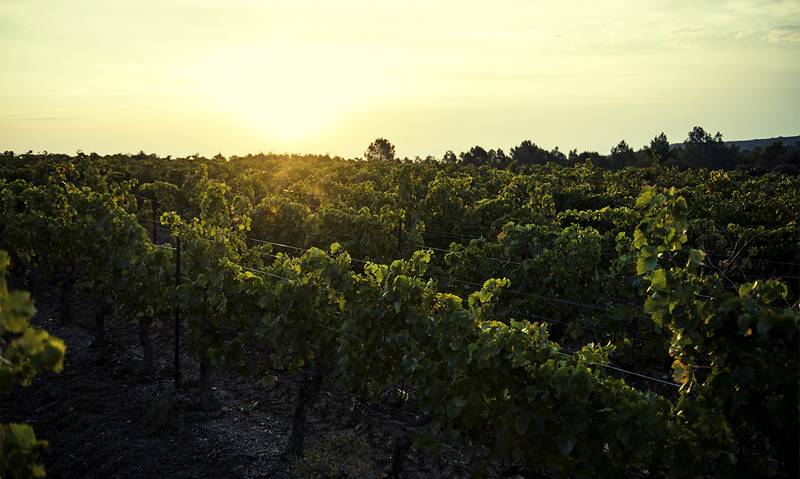 Domaine Sarrat de Goundy domaine viticole